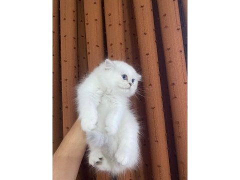 British longhair silver point erkek