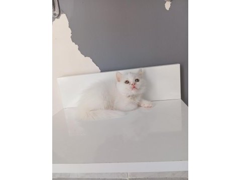Beyaz saf kan british shorthair kedimiz