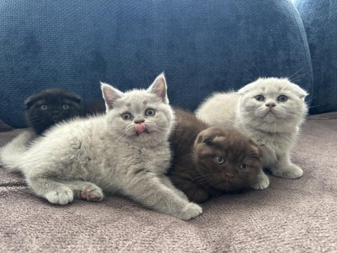 Scottish fold kardeşler