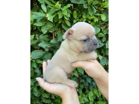 Dizzyrascal, blue fawn quad taşıyıcı yavrularımız