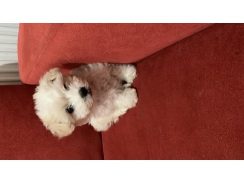 Kar topu gibi dişi terrier