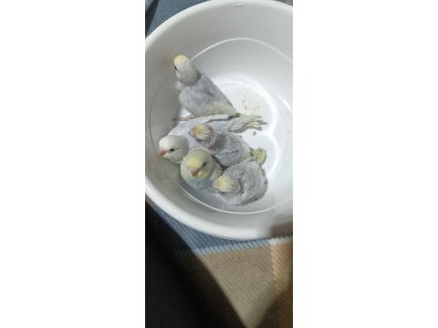 Yeni yeme düşmüş muhabbet kuşu yavrular