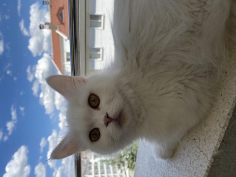 2beyaz kırık kulak 1 gri 1 sarı sarı dik kullak