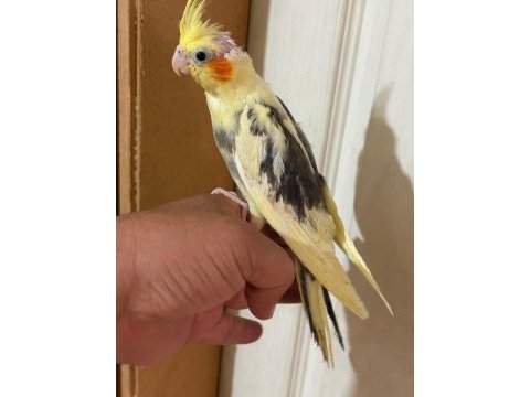 46 günlük full evcil bebek sultan papağanı