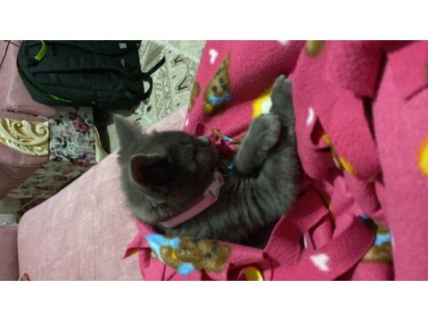2 aylık british shorthair dişi