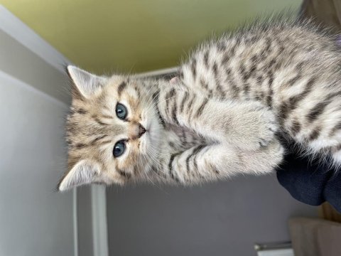 British shorthair kedimiz