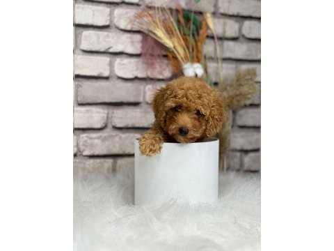 Tüy yumağı toy poodle yavrularım