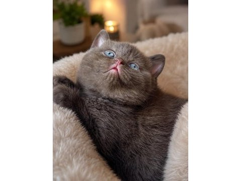 British shorthair cinnamon ve chocolate yavrular