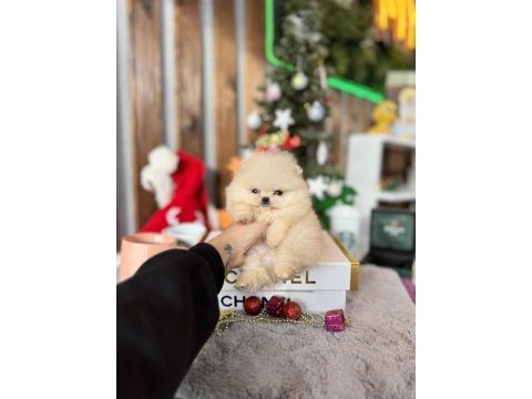 Pomeranian boo yavrular