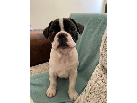Anne altından orjinal baby face fransız bulldog