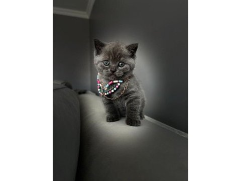 Yavru scottish fold