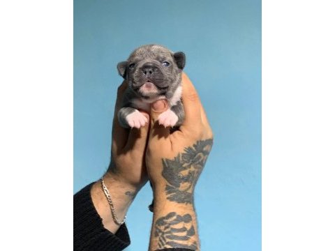 French bulldog yavrularımız ırk garantilidir