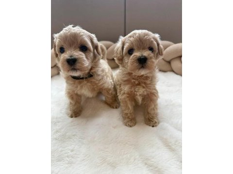 Maltipoo  yavrularımız 
