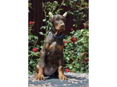 Kızıl doberman sevenlere