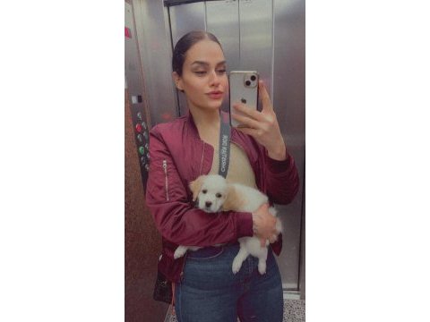 Bal gibi bir cavalier king charles evlat