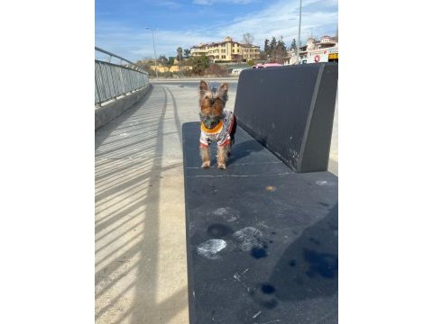 İstanbul beylikdüzü yorkshire terrier
