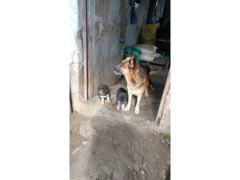 Asil alman kurdu yavrular