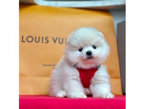 Safkan pomeranian boo bebekler