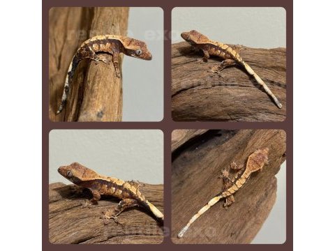 Crested gecko yavrular