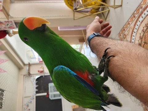 Dişi ve erkek eclectus papağanı