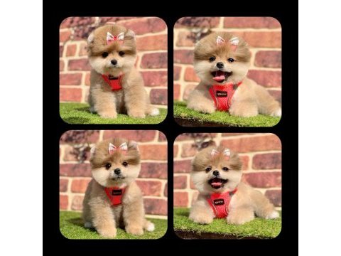 Irkının en güzelleri pomeranian