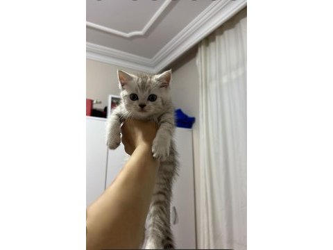 Silver british shorthair 2 aylık