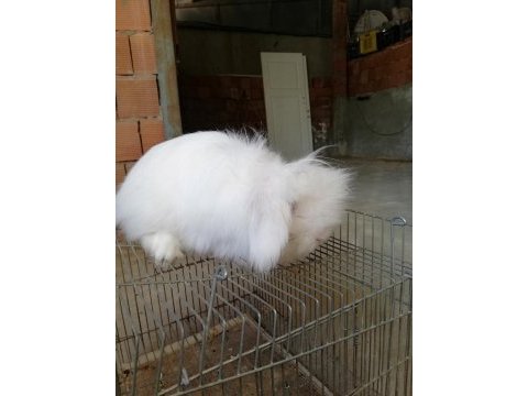 Teddy lop damızlık tavşanlar