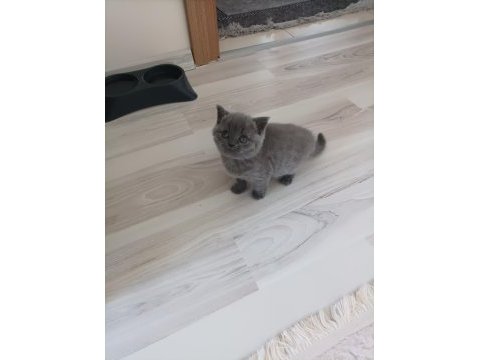 British shorthair dişi
