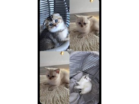 Yeni yuvalarını arıyoruz scottish fold