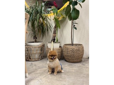 Pomeranian ayı surat ezel