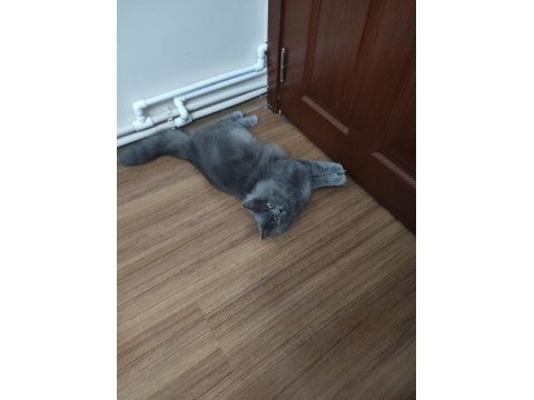 British longhair ücretsiz