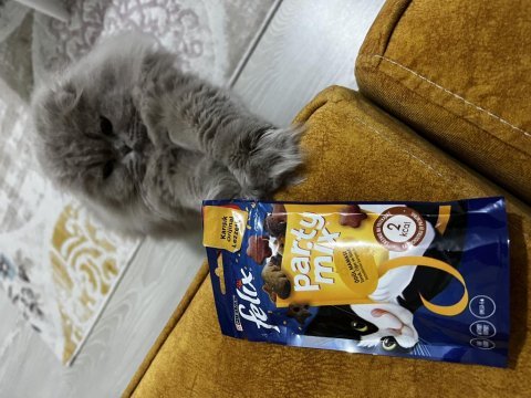 Scottish fold çiftleştirme veya yavru ile takas