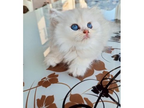 Ev üretimi kedi yavrumuz longhair