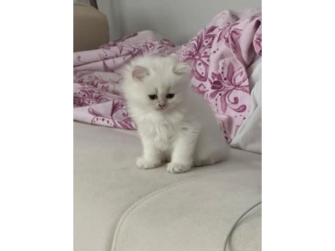 Safkan kediler, sağlık ırk garantili