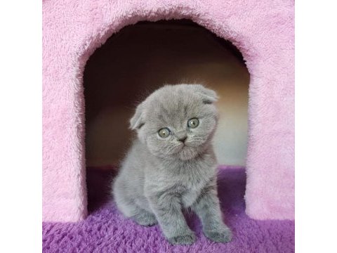 Ruhsatlı resmi işletmeden taksit avantajıyla scottish fold