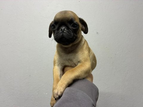 Irk ve sağlık garantili pug