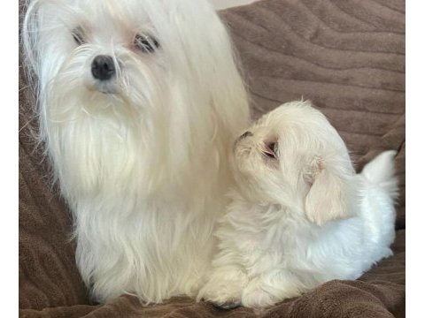 Maltese yavrularımız