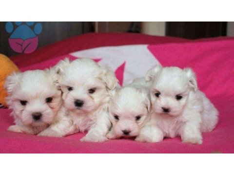 Maltipoo a kalite sıfır numara sevimli dostlar
