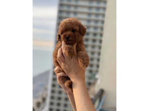 Micro teacup korea poodle köpeğimiz