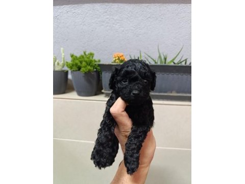 Black toy poodle bebeklerimiz