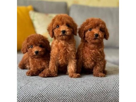Kıpkırmızı maltipoo bebekler yeni evine gitmeye hazır
