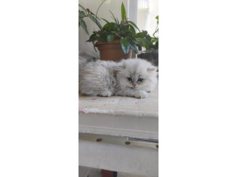 50 günlük erkek british longhair