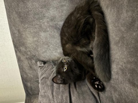 Ücretsiz erkek british shorthair