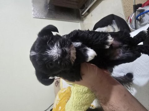 Tüysüz çin köpeği yorki mix tüy dökmez anne baba 3 kg