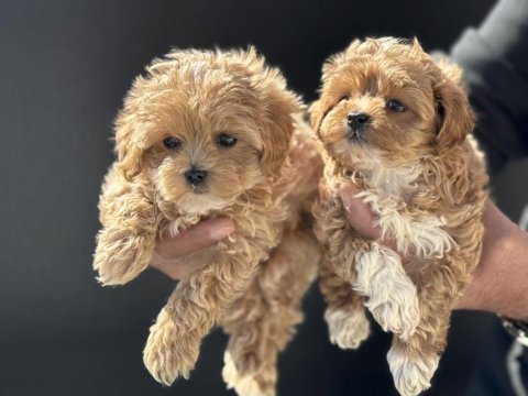 Ankarada ziyarete açık aşılı pasaportlu kore maltipoo