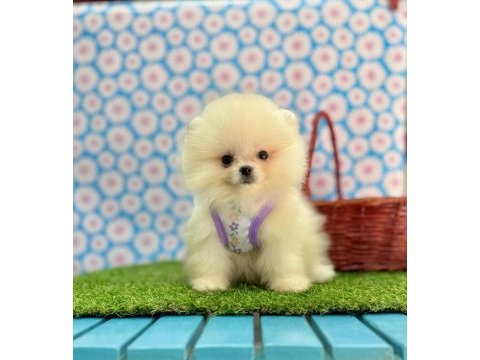 Safkan pomeranian boo bebekler