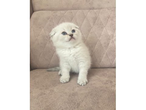 Silver scottish fold bebeğim