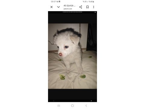 Tonya yavru finolar şuan elimizde mevcut