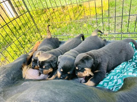 Türkiyenin göz bebeği diana rottweiler bebekleri