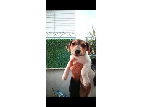 Sevimli yavru köpekler